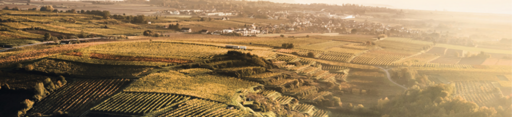 Weinberg Panorama für Newsletter-Hintergrund